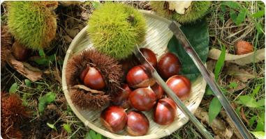 栗収穫体験